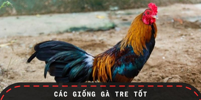 Các Giống Gà Tre Tốt Hiện Nay | Dân Chơi Gà Phải Biết