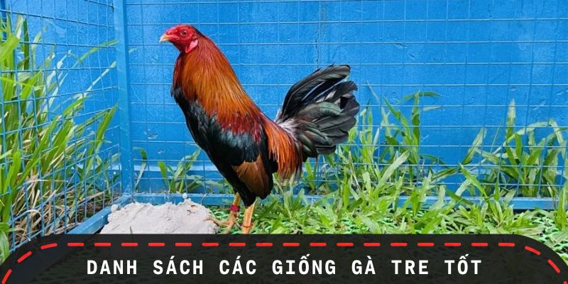 Danh sách đầy đủ các giống gà tre tốt
