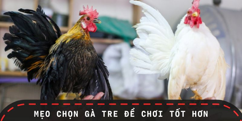Kinh nghiệm chọn gà tre phù hợp